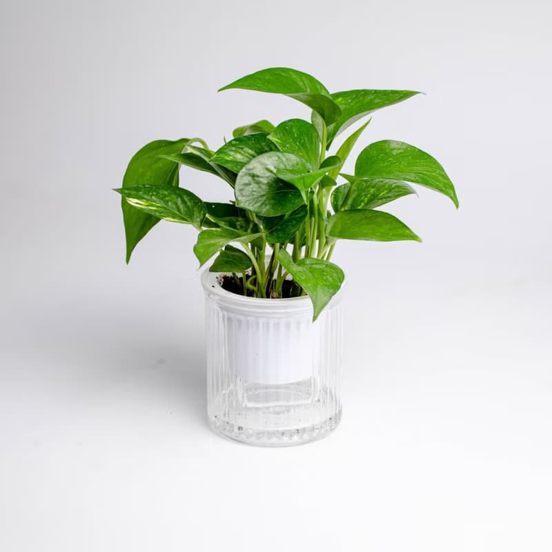 黃金葛 綠蘿 免澆水盆栽 耐陰室內植物 觀葉植物  禮物 辦公室小