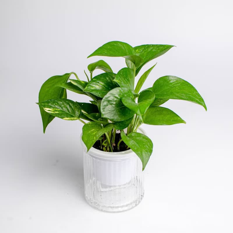 黃金葛 綠蘿 免澆水盆栽 耐陰室內植物 觀葉植物  禮物 辦公室小