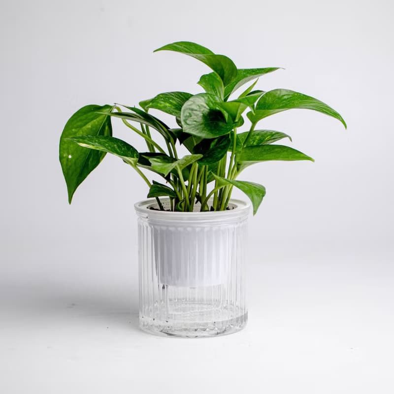 黃金葛 綠蘿 免澆水盆栽 耐陰室內植物 觀葉植物  禮物 辦公室小