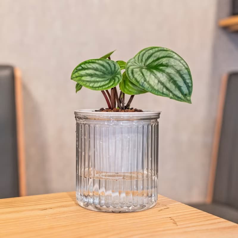 西瓜皮椒草觀葉植物 簡約風懶人盆器 花盆 透明自動吸水盆
