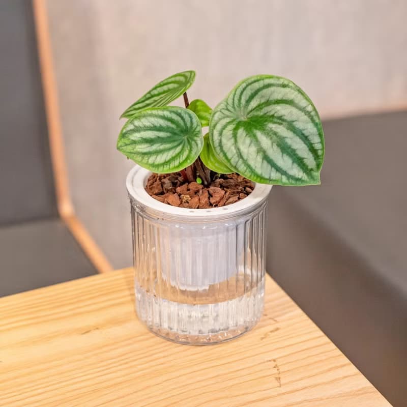 西瓜皮椒草觀葉植物 簡約風懶人盆器 花盆 透明自動吸水盆