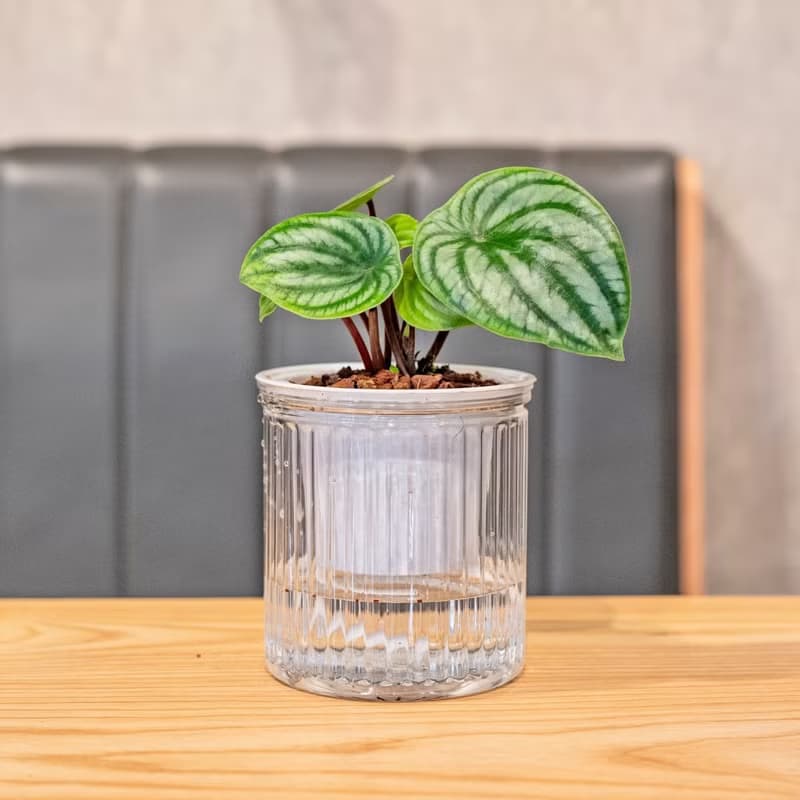 西瓜皮椒草觀葉植物 簡約風懶人盆器 花盆 透明自動吸水盆