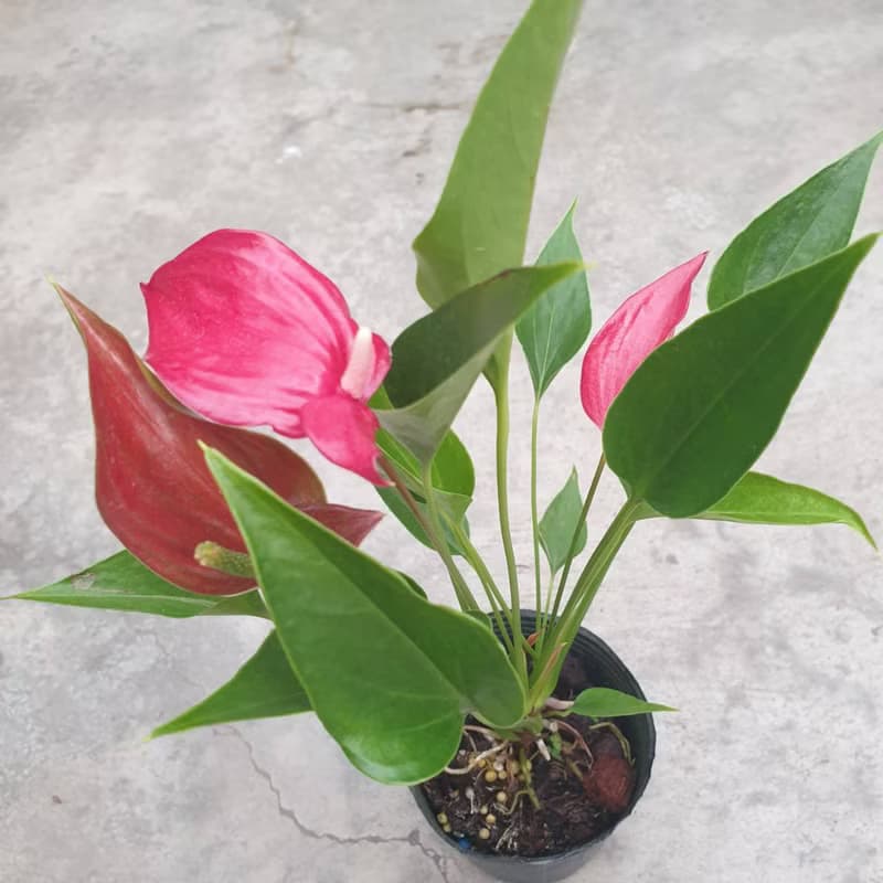 火鶴花 懶人盆栽 室內盆栽