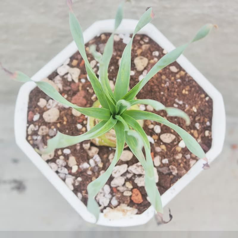 【荳荳多肉】【寬葉彈簧草】喬遷│送禮│升遷│多肉植物