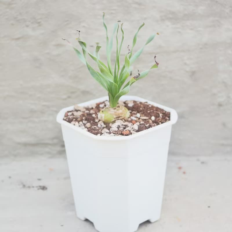 【荳荳多肉】【寬葉彈簧草】喬遷│送禮│升遷│多肉植物