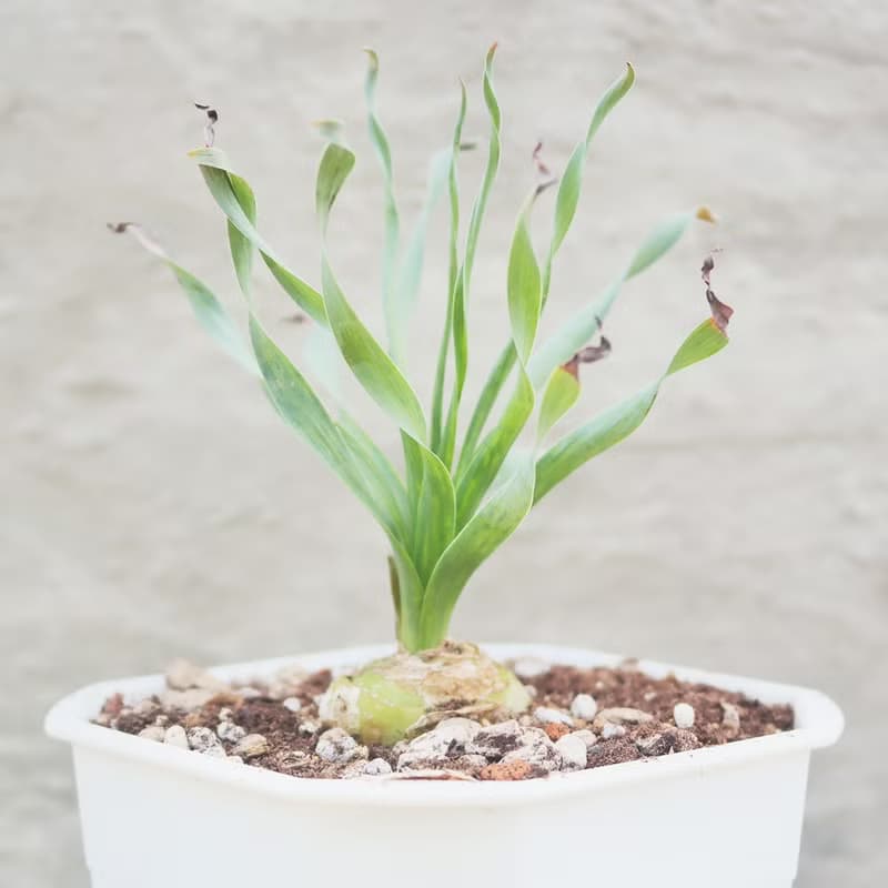 【荳荳多肉】【寬葉彈簧草】喬遷│送禮│升遷│多肉植物