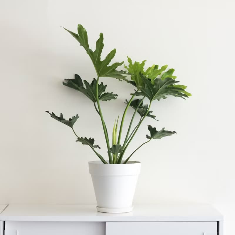 Philodendron 小天使大型室內植栽_荷蘭設計極簡霧面盆