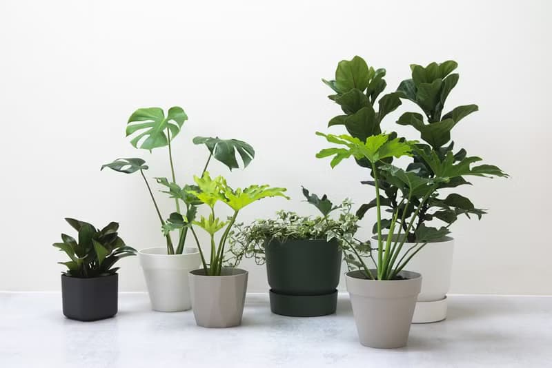 Philodendron 小天使大型室內植栽_荷蘭設計極簡霧面盆