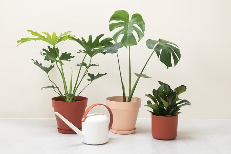 Philodendron 小天使大型室內植栽_荷蘭設計極簡霧面盆