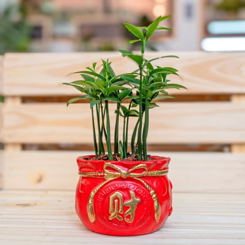 竹柏聚寶盆 桌上型室內植物推薦 室內植物 觀葉植物  禮物