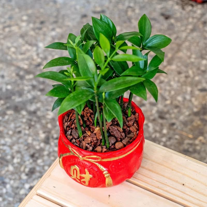 竹柏聚寶盆 桌上型室內植物推薦 室內植物 觀葉植物  禮物