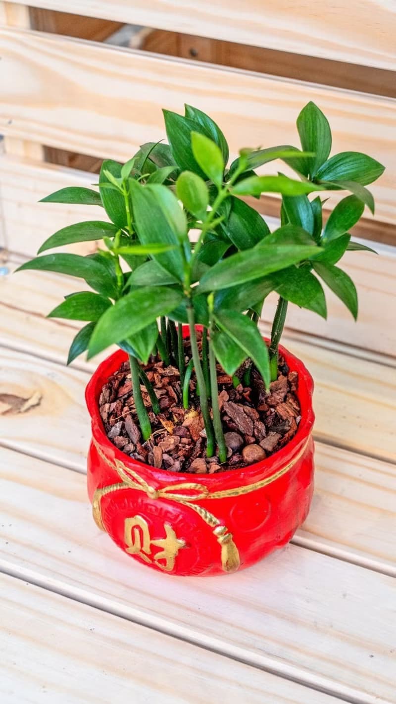 竹柏聚寶盆 桌上型室內植物推薦 室內植物 觀葉植物  禮物