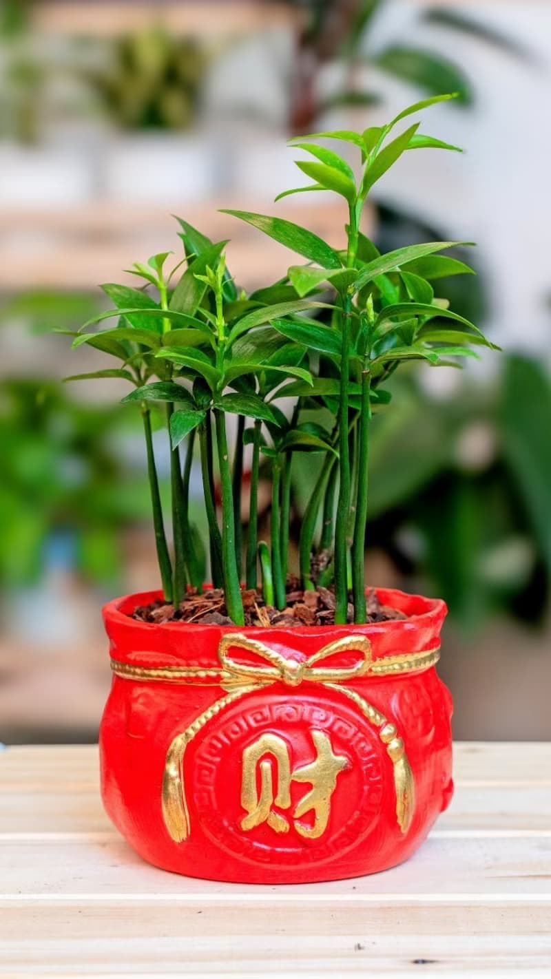 竹柏聚寶盆 桌上型室內植物推薦 室內植物 觀葉植物  禮物