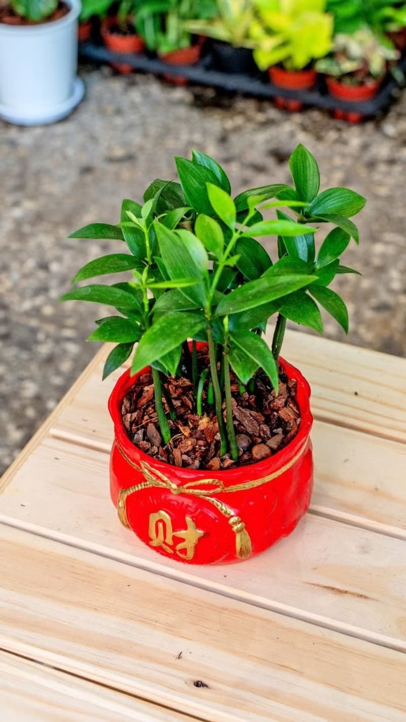 竹柏聚寶盆 桌上型室內植物推薦 室內植物 觀葉植物  禮物