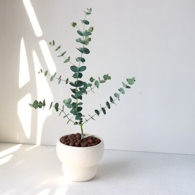 植栽 盆栽 l 藍冰尤加利(中盆)  獨特樹型姿態 室內植物 開幕盆栽
