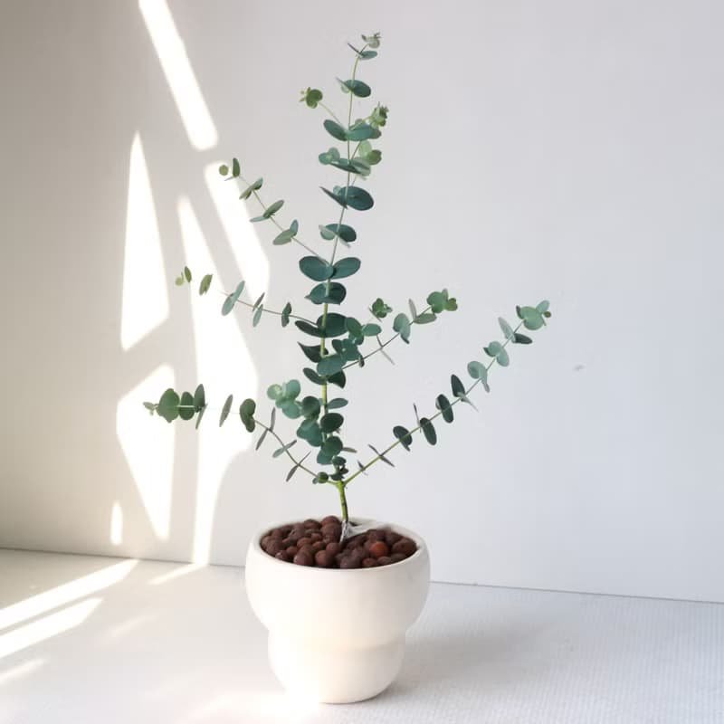 植栽 盆栽 l 藍冰尤加利(中盆)  獨特樹型姿態 室內植物 開幕盆栽