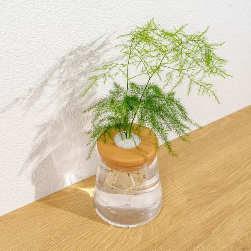 文竹 三角水耕盆栽 室內植物 觀葉植物 禮物 水培