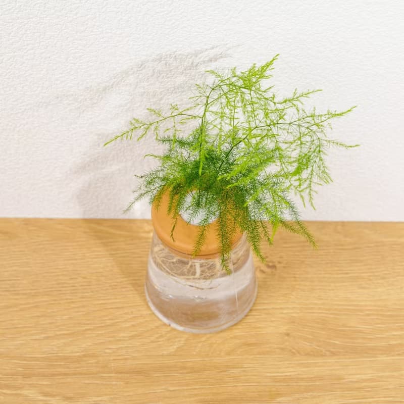 文竹 三角水耕盆栽 室內植物 觀葉植物 禮物 水培