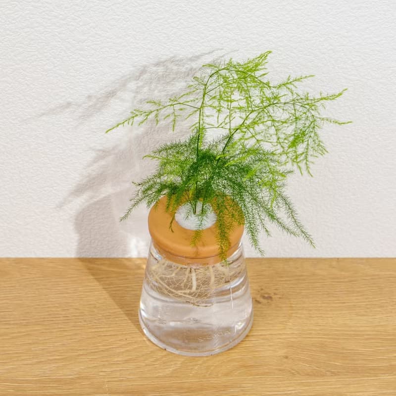 文竹 三角水耕盆栽 室內植物 觀葉植物 禮物 水培