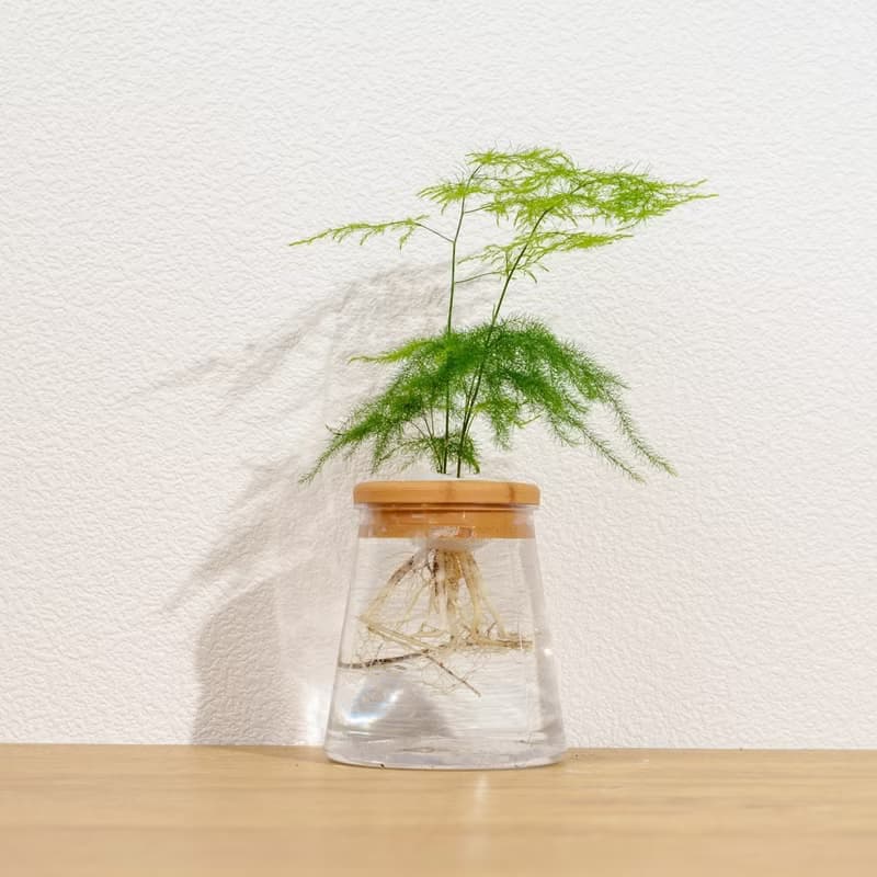 文竹 三角水耕盆栽 室內植物 觀葉植物 禮物 水培
