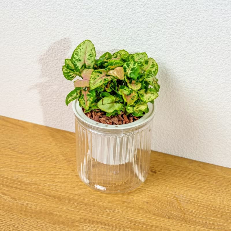 聖誕合果芋 免澆水盆栽 室內植物 觀葉植物 禮物 盆栽 辦公室小物