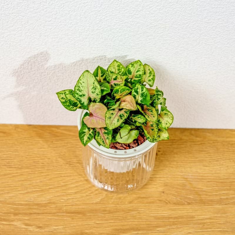 聖誕合果芋 免澆水盆栽 室內植物 觀葉植物 禮物 盆栽 辦公室小物