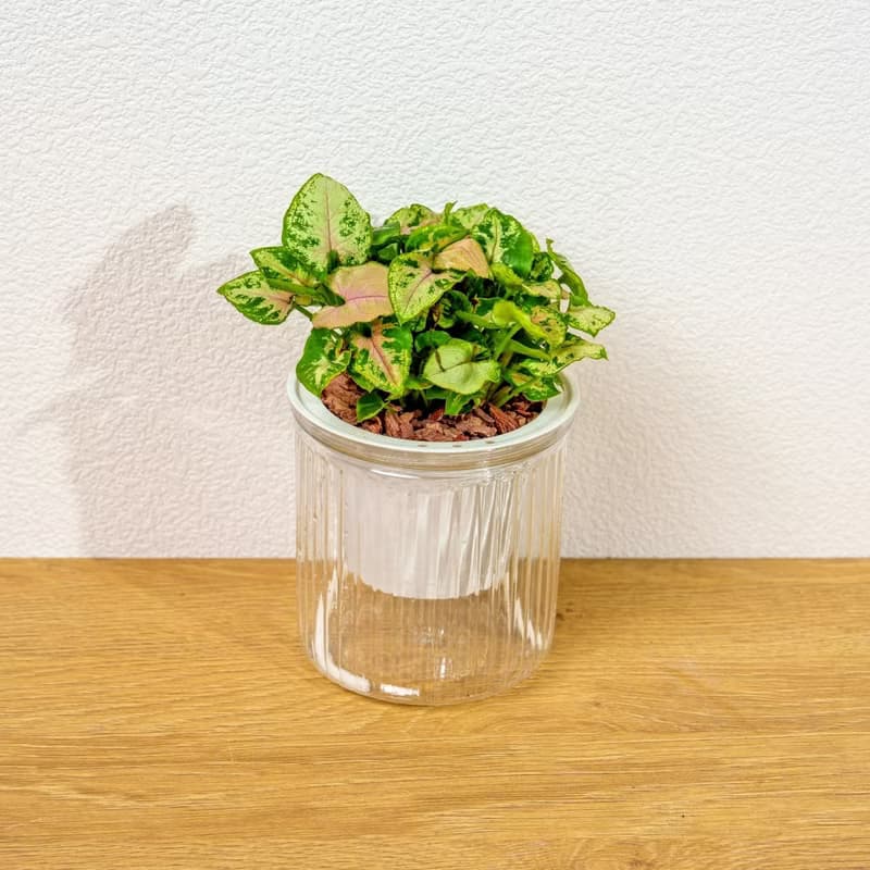 聖誕合果芋 免澆水盆栽 室內植物 觀葉植物 禮物 盆栽 辦公室小物