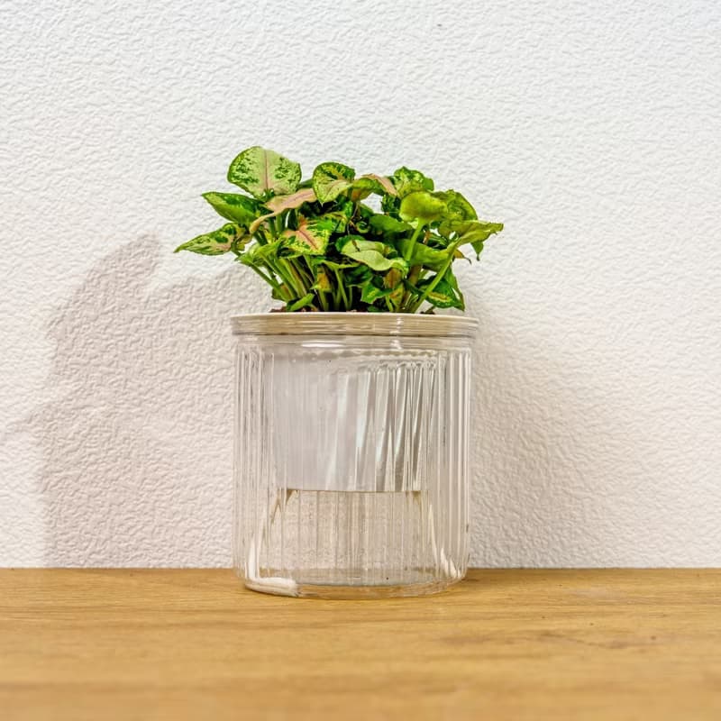 聖誕合果芋 免澆水盆栽 室內植物 觀葉植物 禮物 盆栽 辦公室小物