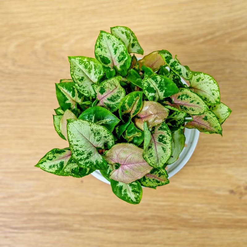 聖誕合果芋 免澆水盆栽 室內植物 觀葉植物 禮物 盆栽 辦公室小物
