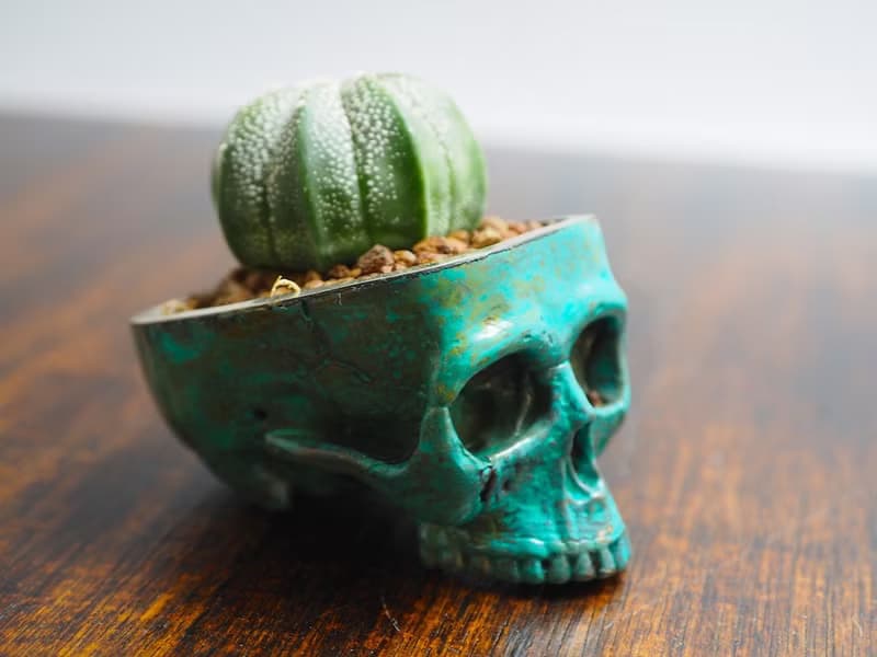 Skull pots cactus small potted plants in brass and Patina color Handcrafted from