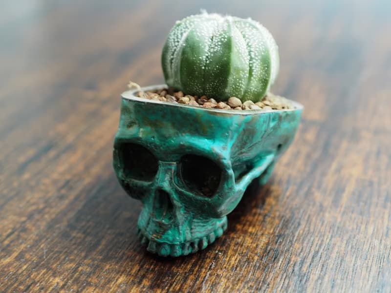 Skull pots cactus small potted plants in brass and Patina color Handcrafted from