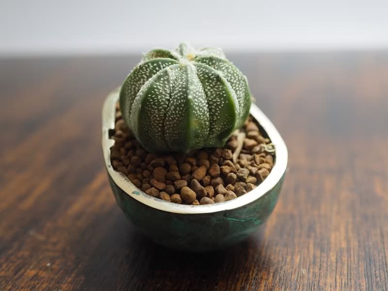 Skull pots cactus small potted plants in brass and Patina color Handcrafted from