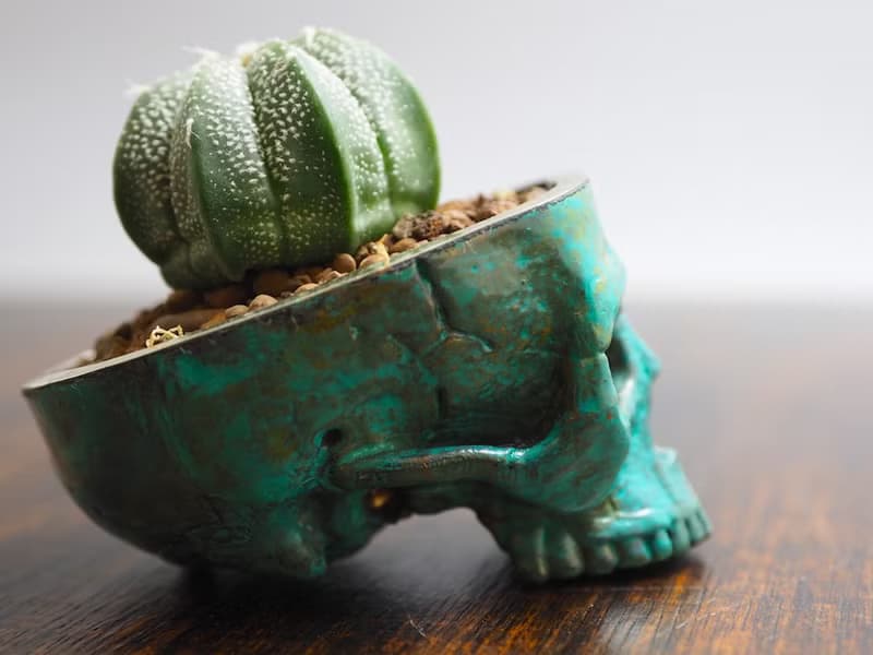 Skull pots cactus small potted plants in brass and Patina color Handcrafted from