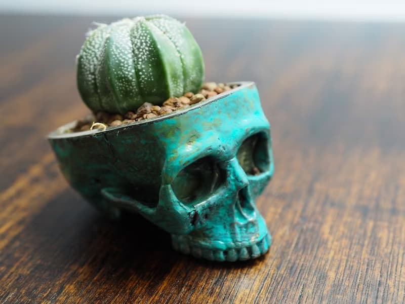 Skull pots cactus small potted plants in brass and Patina color Handcrafted from