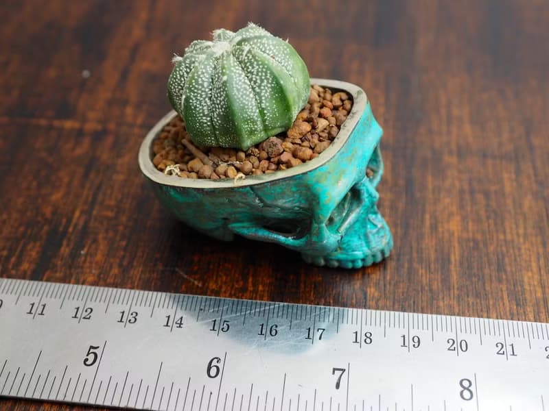 Skull pots cactus small potted plants in brass and Patina color Handcrafted from