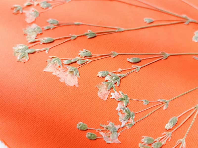 Wildflowers green orange wall art Pressed flower art Herbarium botanical plant