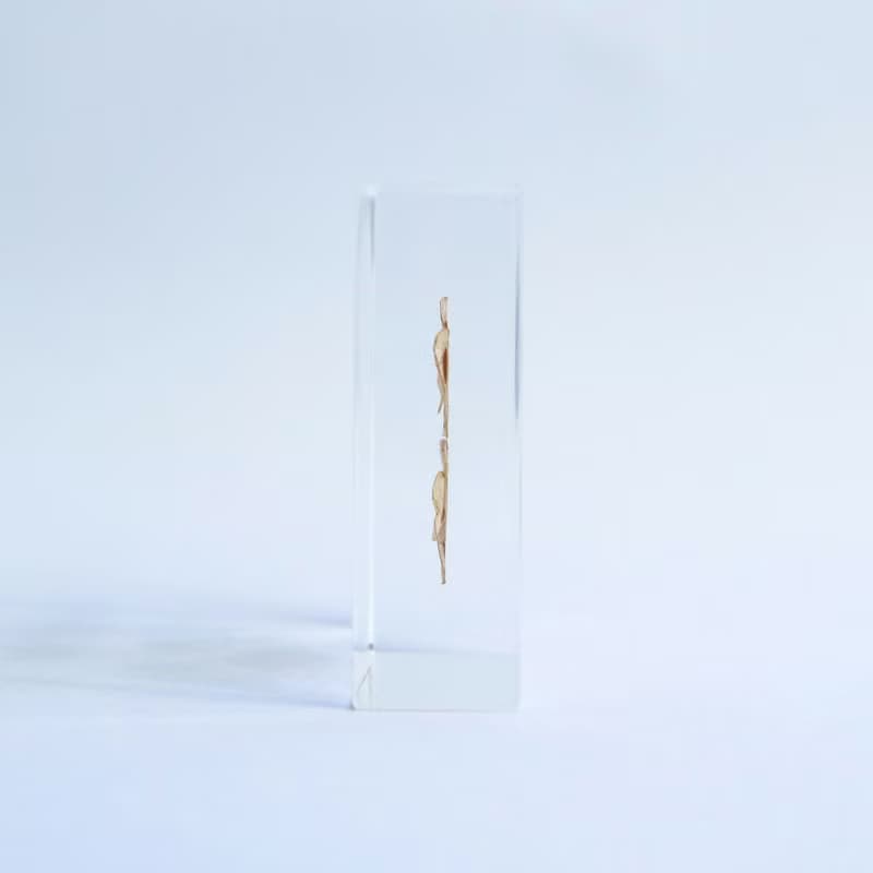 1.5cm厚切型片狀標本 大百合種子