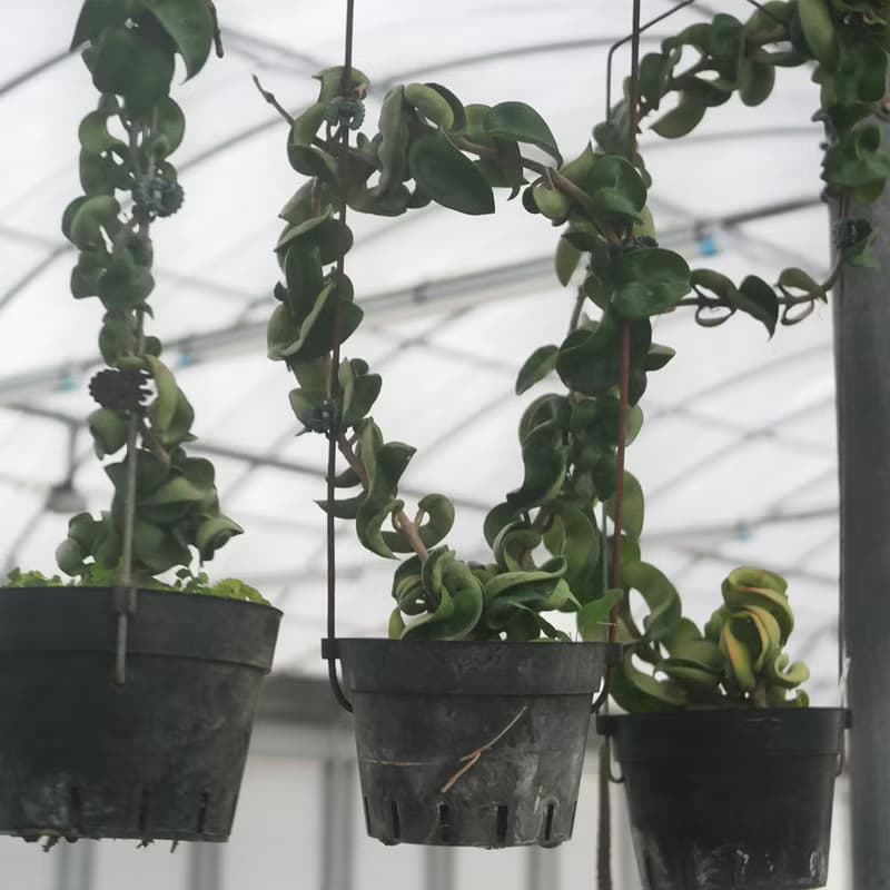 【荳荳多肉】【捲葉毬蘭】喬遷│送禮│升遷│多肉植物