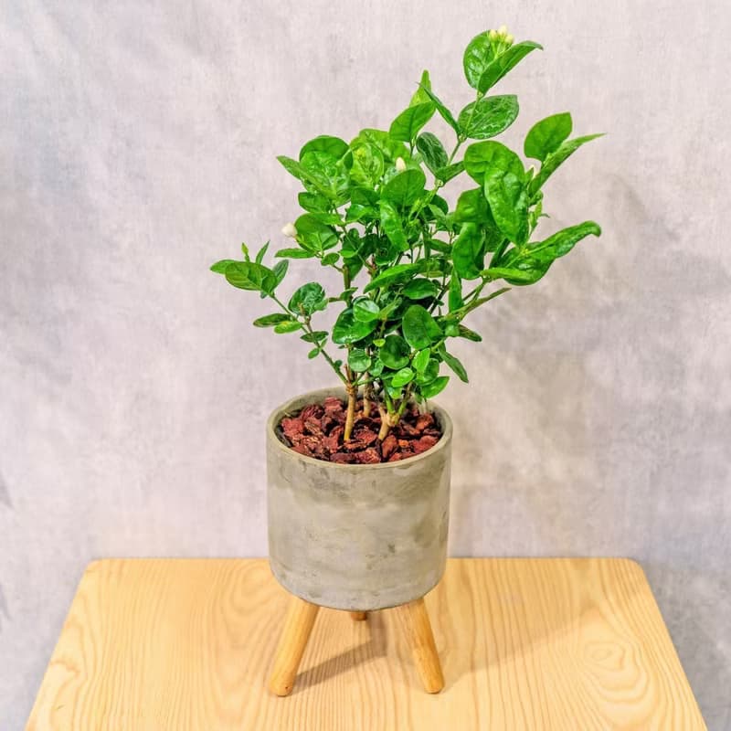 茉莉花 水泥盆栽 落地盆栽 小高木腳水泥盆栽 開幕送禮 喬遷禮物