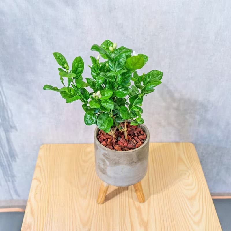 茉莉花 水泥盆栽 落地盆栽 小高木腳水泥盆栽 開幕送禮 喬遷禮物