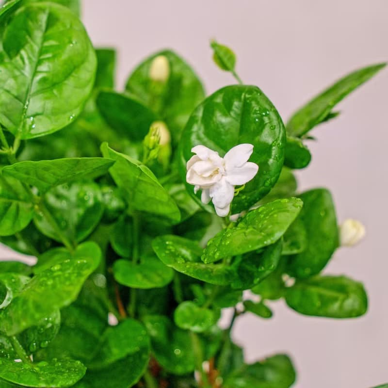 茉莉花 水泥盆栽 落地盆栽 小高木腳水泥盆栽 開幕送禮 喬遷禮物