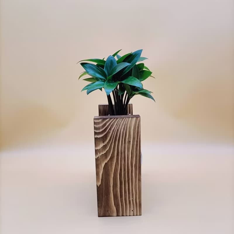 水培植物 竹柏 避邪擋小人 懶人植栽 創意木架 室內植物