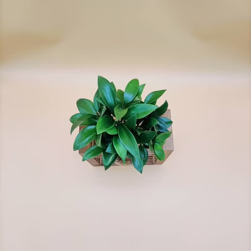 水培植物 竹柏 避邪擋小人 懶人植栽 創意木架 室內植物