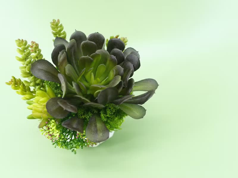 黑法師多肉香氛盆栽/擬真植物/人造盆栽/綠化/佈置/禮物