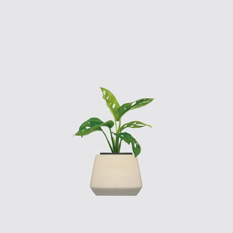 │ 方盆系列 │ 窗孔龜背芋 - 洞洞蔓綠絨 水耕盆栽 觀葉植物