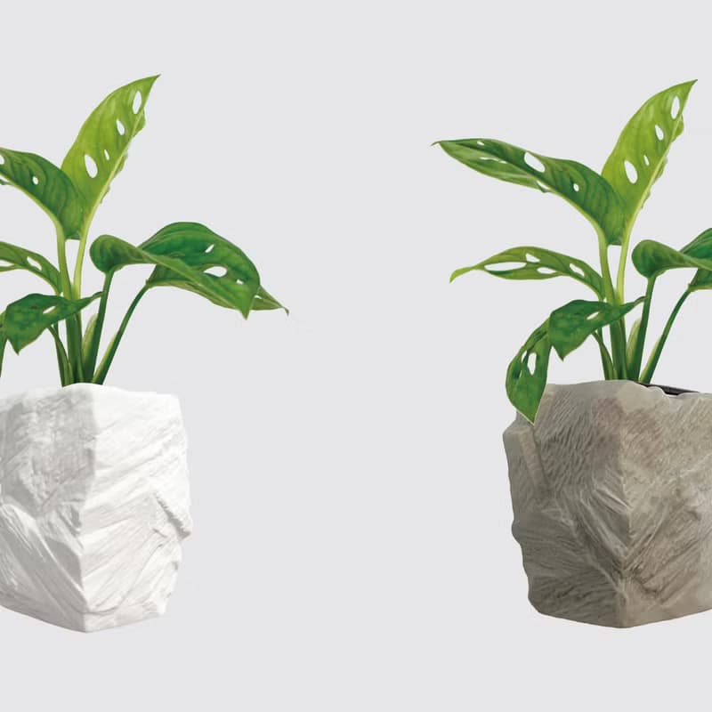 │ 方盆系列 │ 窗孔龜背芋 - 洞洞蔓綠絨 水耕盆栽 觀葉植物