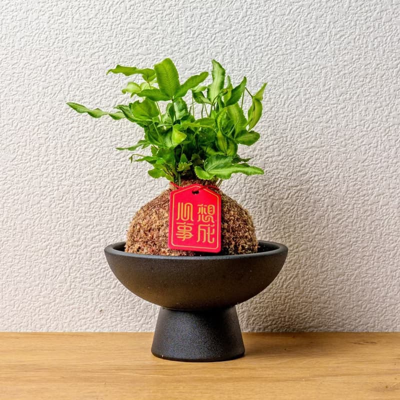 鳳尾蕨苔球 苔球植物 苔玉 室內植物 辦公室植物 交換禮物