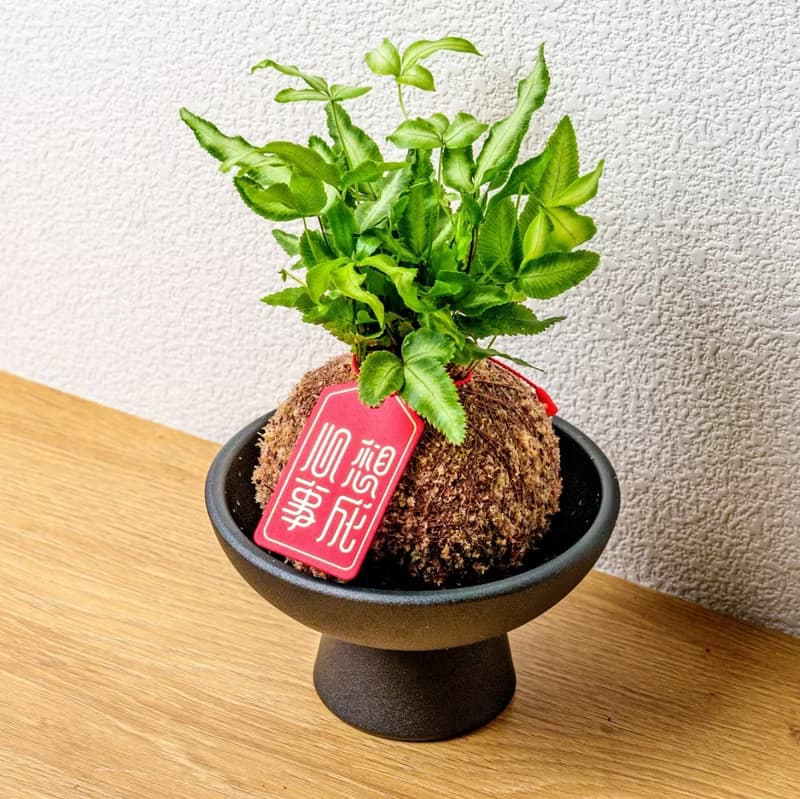 鳳尾蕨苔球 苔球植物 苔玉 室內植物 辦公室植物 交換禮物