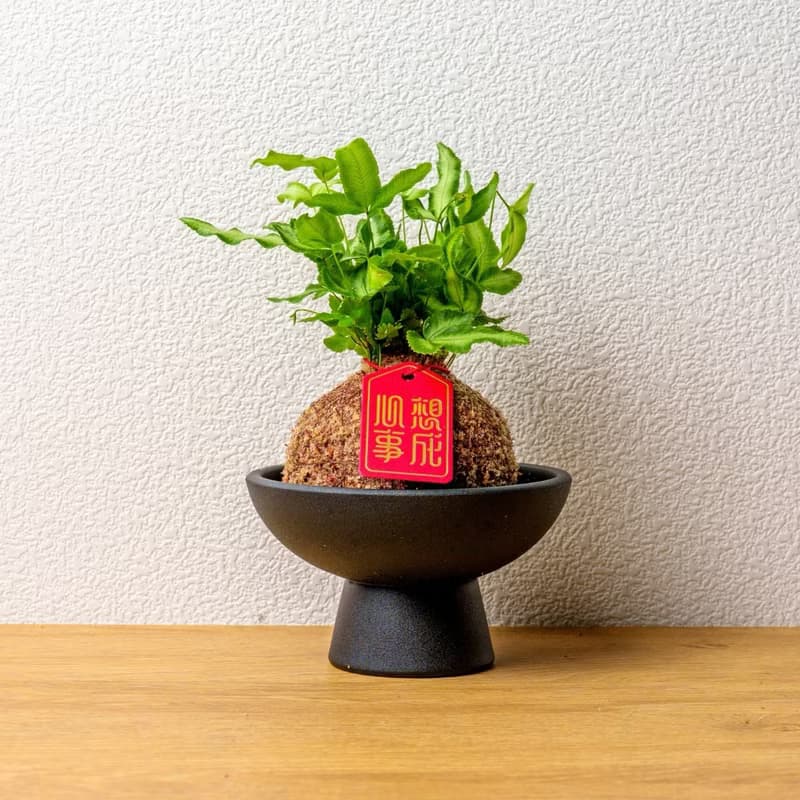 鳳尾蕨苔球 苔球植物 苔玉 室內植物 辦公室植物 交換禮物
