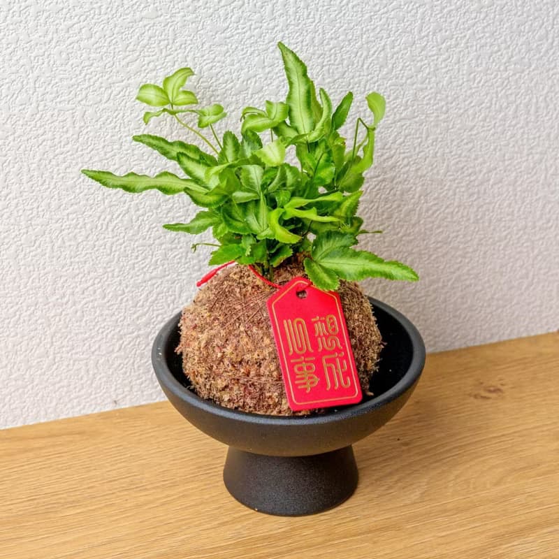 鳳尾蕨苔球 苔球植物 苔玉 室內植物 辦公室植物 交換禮物